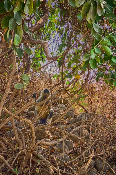 Flying soldiers of monkey God Hanuman 1. Bunch of monkeys (entellus langur, hanuman langur, Presbytis entellus) got the branchy tree