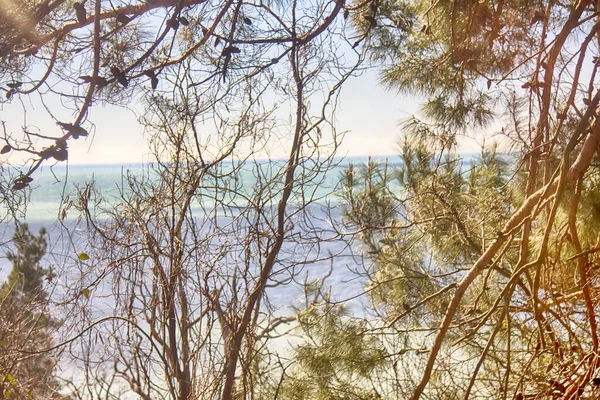 bright spring sea through trees. dream to see sea nearby