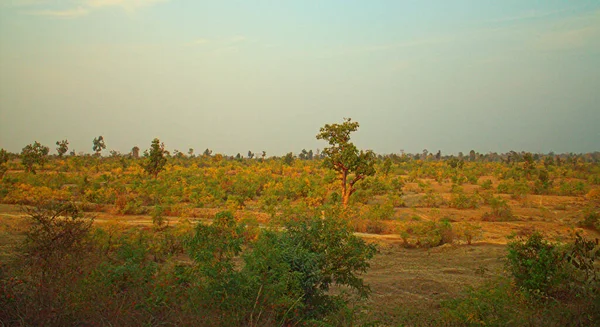 马哈拉施特拉邦Nagpur区的地区 有灌木的干山脚 — 图库照片