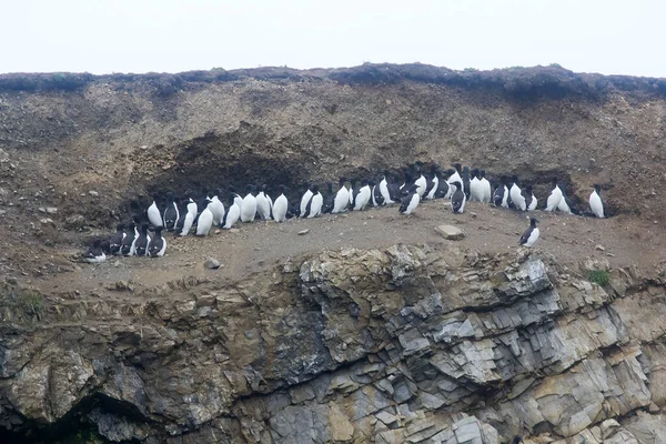 Planar Kleine Kolonie Van Dik Billed Murres Basis Van Vele — Stockfoto