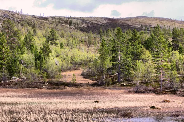 Colinas Con Tundra Sobre Círculo Ártico —  Fotos de Stock