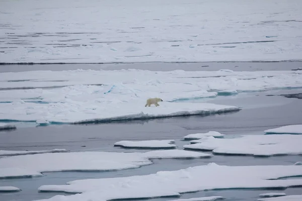 Orso Polare Vicino Polo Nord Orso Distese Oceano Artico — Foto Stock