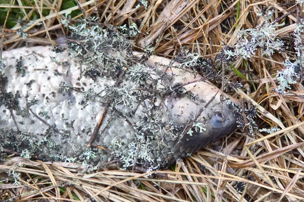 Dålig Miljö Stor Död Fisk Ligger Land — Stockfoto