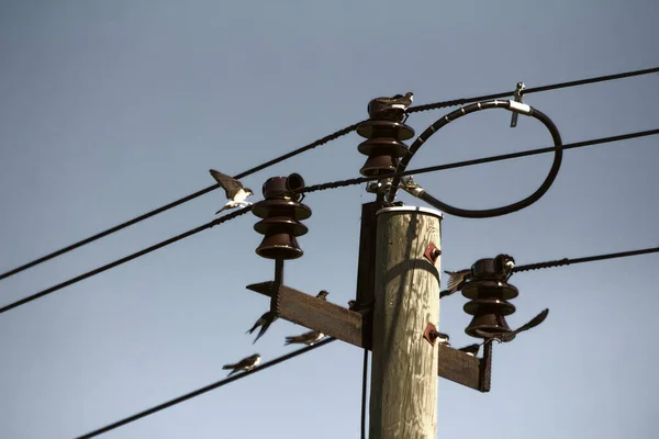 House Martins Wires Transmission Lines Habitats Birds Maximum Visibility Place — Stock Photo, Image