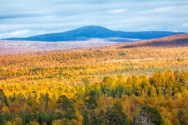 Milder Herbst Mitten Herbst Borealen Nadelwäldern Taiga Mit Beimischung Von — Stockfoto