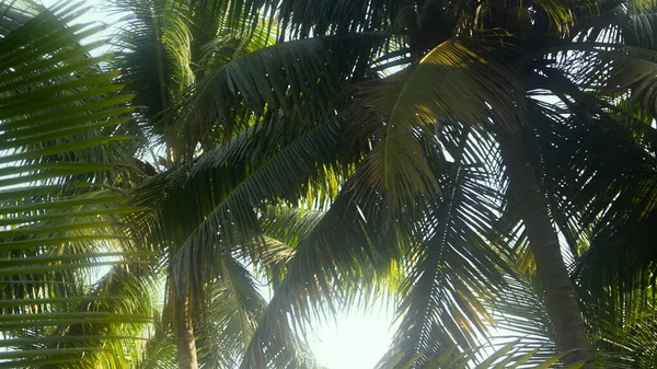 Coconut trees in winter. crown tropical tree