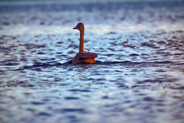 Whooper Swan Pesa Hasta Kilogramos Muy Difícil Despegar Del Agua — Foto de Stock