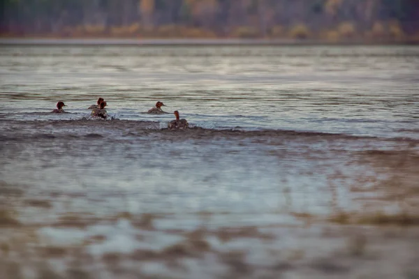 Gemeinsamer Merganser Während Der Herbstwanderung Tauchende Vögel Tauchten Den Oberkörper — Stockfoto