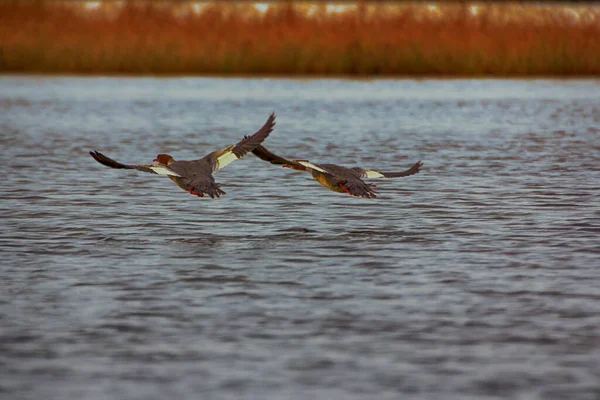 Gemeiner Merganser Mergus Merganser Weibchen Fliegt Über Wasser Teamwork Der — Stockfoto