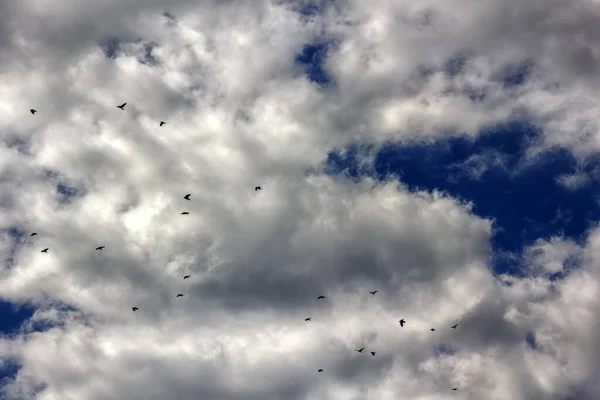 Ravens Sky Autumn Grey Gloomy Mood Black Birds Dark Clouds — Stock Photo, Image