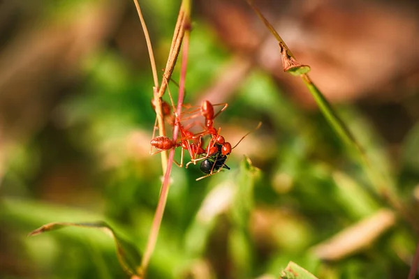 Strijd Dunne Stengel Drie Rode Oecophylla Mieren Betrapten Een Andere — Stockfoto