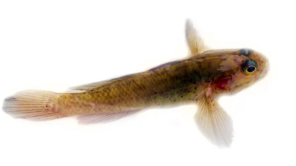 Fish India Backwater Kerala Peixes Goby Gobius Bóbies Água Doce — Fotografia de Stock