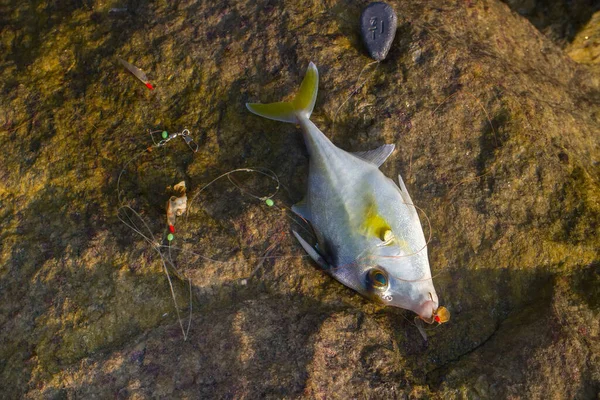 Рыбалка Индии Рыба Детонатор Пойманная Мясе Моллюсков Подобрана Пляже Керала — стоковое фото