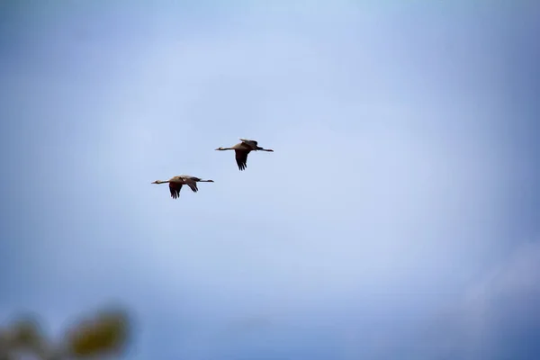 Grå Trana Vanlig Kran Grus Grus Par Häckande Fåglar Flyger — Stockfoto