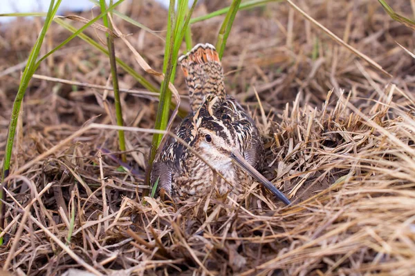 Bird Common Snipe Gallinago Gallinago Bažině Pohled Shora — Stock fotografie