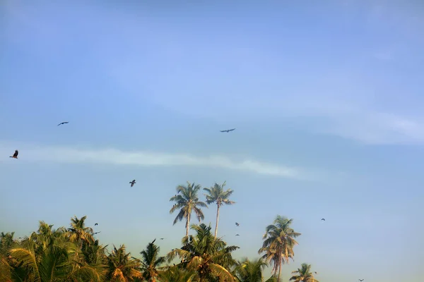 Huge Number Indian House Crows Some Kites Gathered Palm Grove — Stock Photo, Image