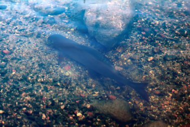 Nehrin dibindeki kumlu çakıl taşı üzerinde Grayling (Thymallus). Balıkçı yaklaştığında, balıklar kaçar..
