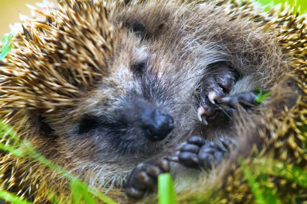 Hérisson Gros Plan Enroulé Dans Une Boule Animal Préféré — Photo