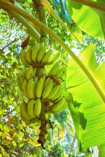 bananas raw with a bunch growing raw farm fruit garden.