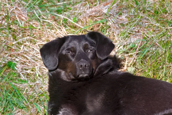 Μαύρο Αδέσποτο Σκυλί Κοιμάται Την Άνοιξη Στο Πράσινο Γρασίδι Στον — Φωτογραφία Αρχείου
