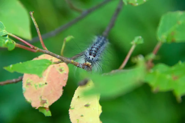 ライマントリア ディスパールの毛虫が森の中を移動する 山の森の美しい害虫の毛虫 — ストック写真