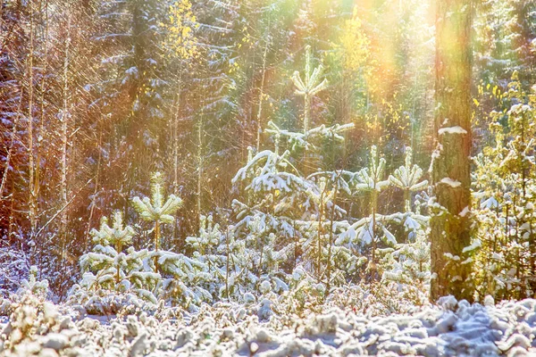 Hiver Lumineux Forêt Ensoleillée Avec Neige Sapins Neige Précoce Dans — Photo