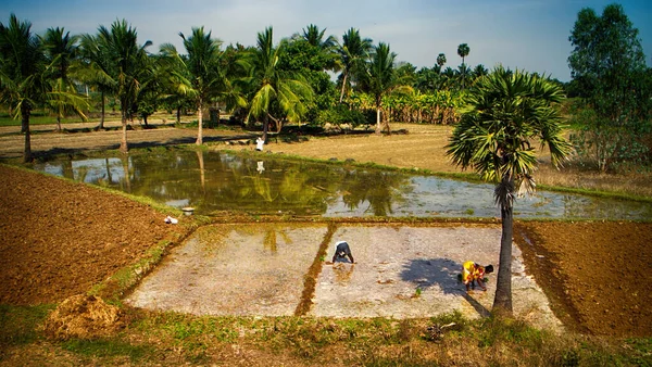 Semis Riz Début Printemps Dans Zone Rizicole Inde — Photo