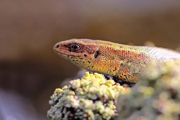 Portrait Lézard Près Fond Oscillant — Photo