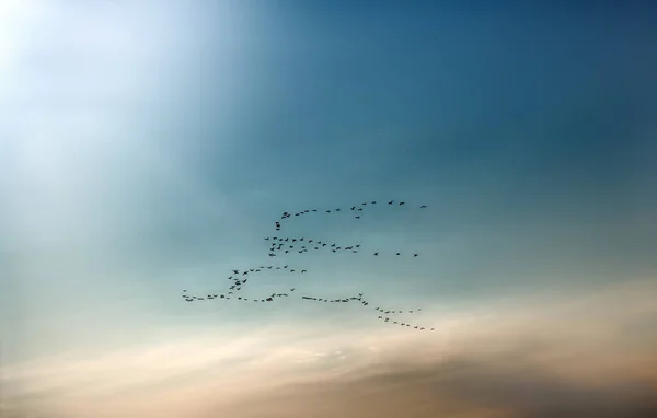 Fröhliche Frühlingszeit Vögel Kommen Aus Geheimnisvollen Fernen Ländern Paradies Himmel — Stockfoto