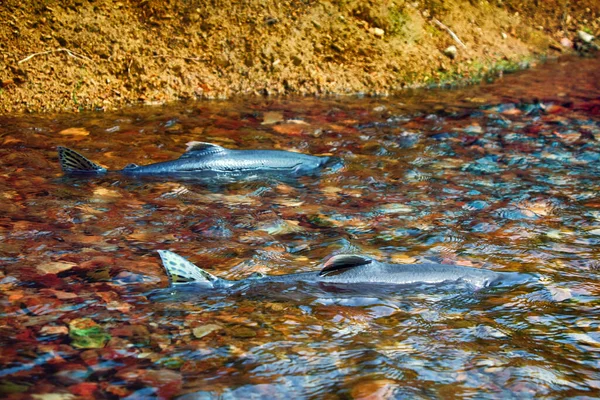 Wenn Die Lachse Laufen Buckellachs Oncorhunchus Gorbusha Weibchen Flachwasser Lebenskraft — Stockfoto