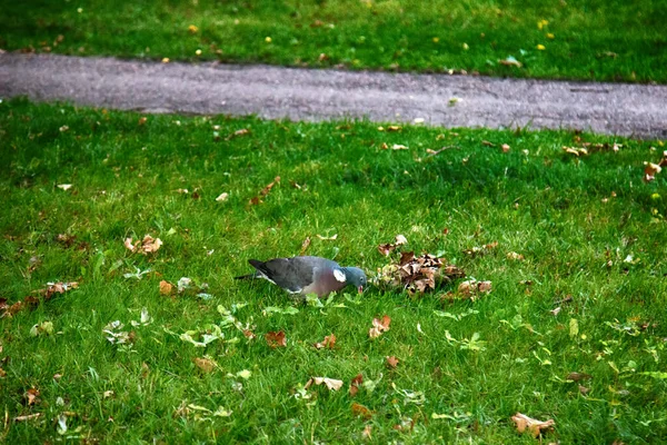 Wood Pigeon Columba Palumbus Palumbus Palumbus Feeding Forest Glade Oak — Stock Photo, Image