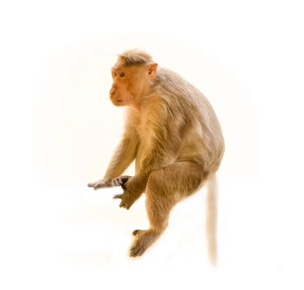 Indiase Makaken Lat Macaca Radiata Wilde Dieren Primaten Een Witte — Stockfoto