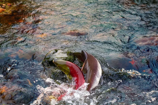 Salmon Running Humpback Salmon Blueback Shallow Males Watercourse Life Force — Stock Photo, Image