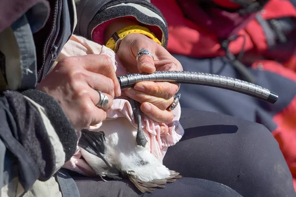 Science Field Research Methods Bird Marking Ornithologist Ringed Murre Attaches — Stock Photo, Image