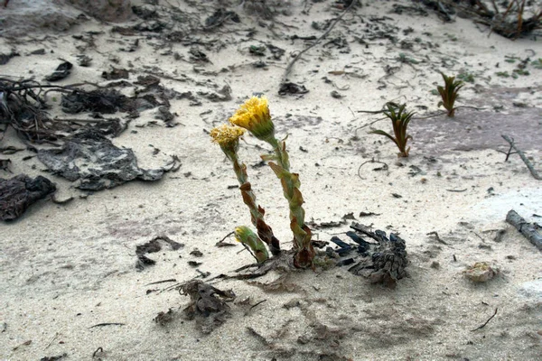 Bezpretensjonalne Kwiaty Źrebak Stopy Coltsfoot Tussilago Farfara Pierwiosnki Kwiatów Wczesne — Zdjęcie stockowe