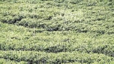 Seylan Dağı çay tarlaları