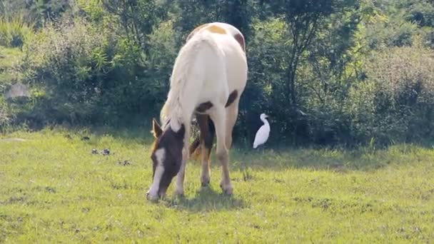 Kuda dan heron — Stok Video