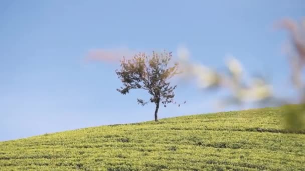 Mountain Ceylon tea plantations — Stock Video