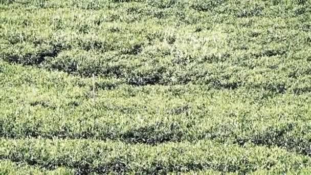 Горные чайные плантации Цейлона — стоковое видео