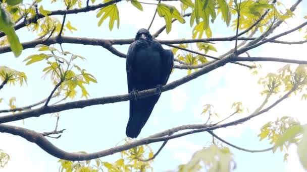 Cuervo de la selva india — Vídeo de stock