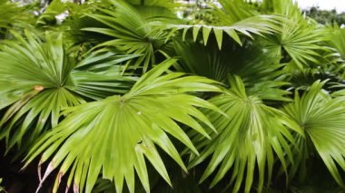 Muhtemelen Liviston Fan avucundadır.