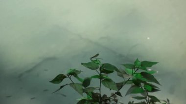 Küçük hanım sineği (Calopteryx sp.) Laos 'ta