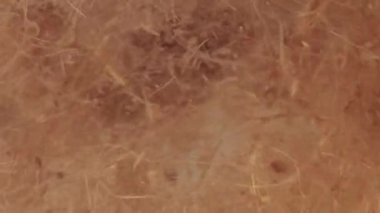 Su parçacıklarında geniş yakınlaştırmalı biyolojik makro arkaplan.