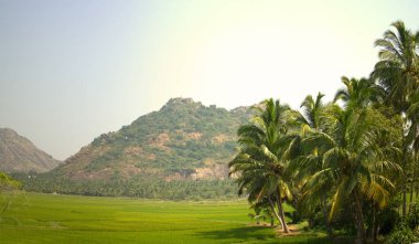 Hindistan cevizi palmiyelerinden oluşan kök grubu, düz yeşil çayır 2. Göz alıcı Park. Geçen arabanın görüntüsü