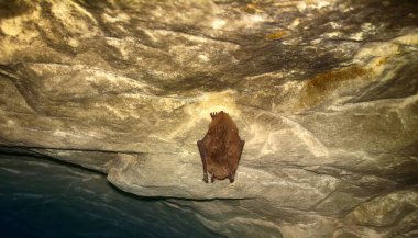 Mağara ve zindanda yaşayan yarasalar. Daubenton 'un yarasası (Myotis daubentoni), maden tünelinde kış uykusunda olan su yarasası.