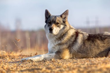 Doğu Sibirya Laika (akraba cins Husky) gelinciği çalılıklarda kayboldu.,