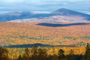 Sakin bir sonbahar. Boreal kozalaklı ormanlarında (taiga) sonbaharın ortasında huş ağacı ve kavak ağacı karışımı ile. İskandinavya, Laponya