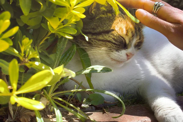 Feliz Gato Acariciado Entre Verde Bajo Caliente Sol — Foto de Stock