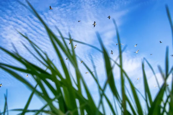 Deniz Yoluyla Yaz Mavi Gökyüzünde Deniz Kenarındaki Çimenler Martılar Çimenlerin — Stok fotoğraf
