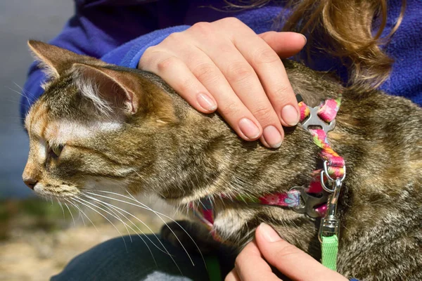 Gato Mascota Para Caminar Estado Salvaje Correa Arnés Para Gatos — Foto de Stock